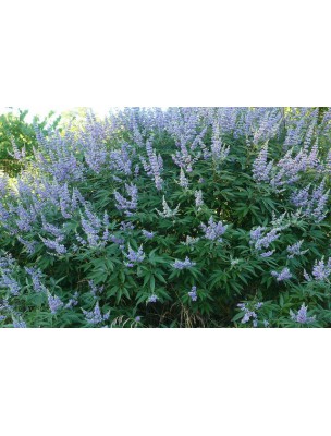 Image 11263 supplémentaire pour Gattilier Bio - Fruit entier 100g - Tisane de Vitex agnus-castus L.