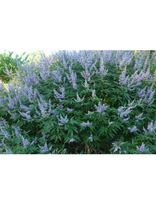 Image 11263 supplémentaire pour Gattilier Bio - Fruit entier 100g - Tisane de Vitex agnus-castus L.