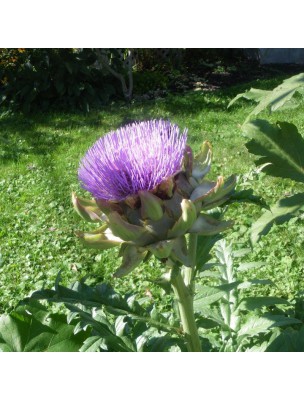 https://www.louis-herboristerie.com/11294-home_default/artichoke-bio-liver-and-digestion-120-capsules-purasana.jpg