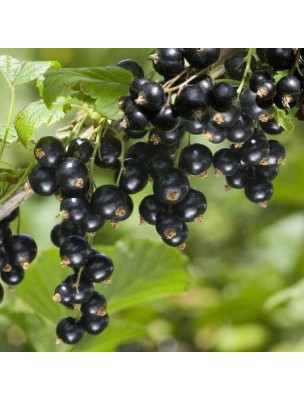 https://www.louis-herboristerie.com/11297-home_default/blackcurrant-bio-articulations-and-allergies-120-capsules-purasana.jpg