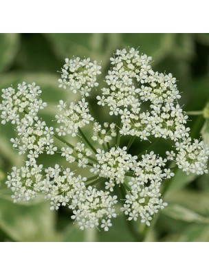 https://www.louis-herboristerie.com/11363-home_default/gouty-herb-egopod-organic-joints-mother-tincture-aegopodium-podagraria-50-ml-herbiolys.jpg