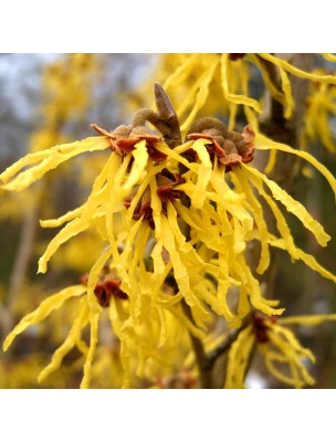 Image 11367 supplémentaire pour Hamamélis Bio - Eau florale (Hydrolat) 200 ml - Centifolia