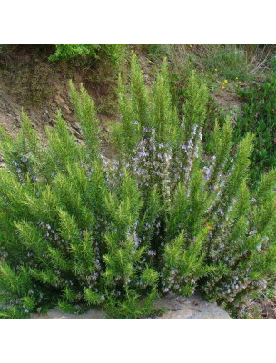 https://www.louis-herboristerie.com/11425-home_default/rosemary-verbenone-bio-essential-oil-of-rosmarinus-officinalis-ct-ver-5-ml-pranarom.jpg