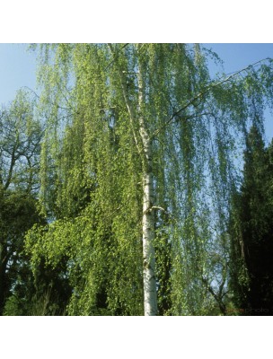 Image 11437 supplémentaire pour Bouleau verruqueux Bio - Drainage et Rhumatismes Teinture-mère Betula pendula 50 ml - Herbiolys
