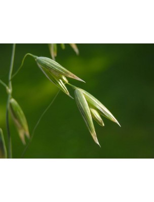 https://www.louis-herboristerie.com/11444-home_default/avoine-bio-teinture-mere-50-ml-herbiolys.jpg