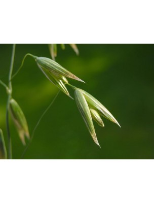 Image 11444 supplémentaire pour Avoine Bio - Tonique Teinture-mère Avena sativa 50 ml - Herbiolys