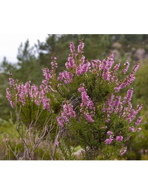 https://www.louis-herboristerie.com/11494-home_default/bruyere-bourgeon-bio-systeme-urinaire-15-ml-herbalgem.jpg