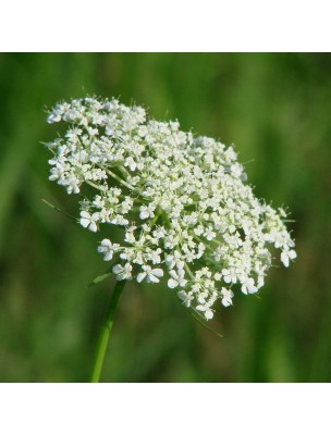 Image 11508 supplémentaire pour Carotte Bio - Dépurative Teinture-mère Daucus carota 50 ml - Herbiolys