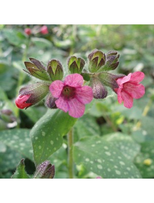 Image 11571 supplémentaire pour Pulmonaire Bio - Respiration Teinture-mère Pulmonaria officinalis 50 ml - Herbiolys