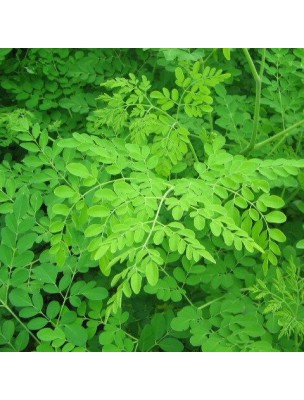 https://www.louis-herboristerie.com/11606-home_default/moringa-bio-feuilles-en-poudre-150g-tisane-de-moringa-oleifera-euphrasia-stricta-wolff-ex.jpg