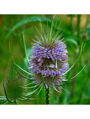 https://www.louis-herboristerie.com/11642-home_default/cardera-bio-depurative-mother-tincture-dipsacus-fullonum-sylvestris-50-ml-herbiolys.jpg