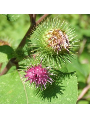 Image 11735 supplémentaire pour Bardane (Grande Bardane) Bio - Dépuratif et Peau Teinture-mère Arctium lappa (Lappa major) 50 ml - Herbiolys