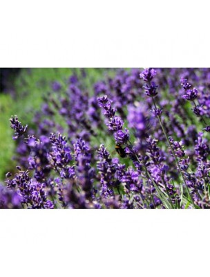 https://www.louis-herboristerie.com/11863-home_default/spike-lavender-organic-healing-and-soothing-lavandula-latifolia-herbal-tincture-50-ml-herbiolys.jpg