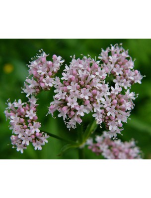 Image 11908 supplémentaire pour Valériane - Racine coupée 100g - Tisane de Valeriana officinalis L.