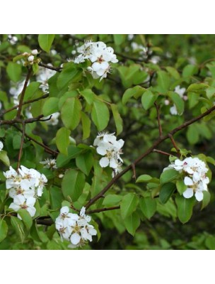 Image 11975 supplémentaire pour Poirier Fleur Bio - Anti-oxydant Teinture-mère Pyrus communis 50 ml - Herbiolys