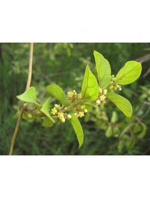 Image 12125 supplémentaire pour Gymnema sylvestre - Feuille coupée 100g - Tisane de Gymnema sylvestris