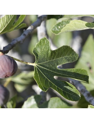 Image 12129 supplémentaire pour Figuier - Feuille coupée 100g - Tisane de Ficus carica