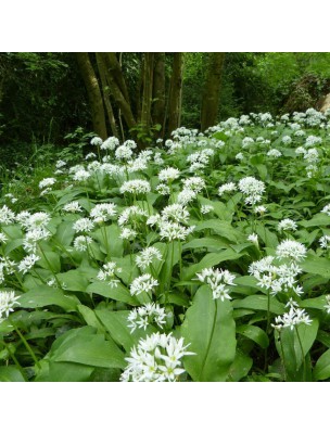 Image 12137 supplémentaire pour Ail des Ours Bio - Feuille coupée 100g - Tisane d'Allium ursinum