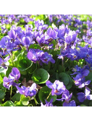 Image 12162 supplémentaire pour Violette odorante Bio - Calmante Teinture-mère Viola odorata 50 ml - Herbiolys