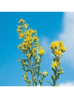 Image 12250 supplémentaire pour Verge d'or Bio - Voies urinaires Teinture-mère Solidago virgaurea 50 ml - Biover