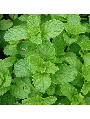 Image 12275 supplémentaire pour Menthe Nanah dite Douce Bio - Feuilles entières 50g - Tisane de Mentha spicata var nanah