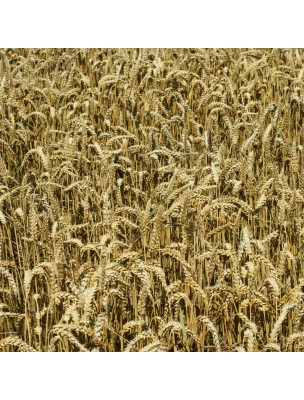 https://www.louis-herboristerie.com/12327-home_default/wheat-organic-antioxidant-mother-tincture-triticum-sativum-50-ml-herbiolys.jpg