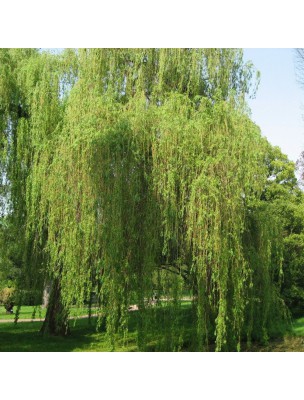 Image 12333 supplémentaire pour Saule Blanc Bio - Anti-inflammatoire Teinture-mère Salix alba 50 ml - Herbiolys