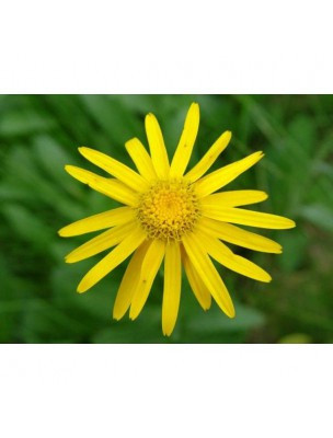 Image 12356 supplémentaire pour Arnica Bio - Coups et Chocs Huile de Soin 100 ml - Centifolia