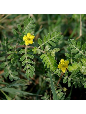 Image 12533 supplémentaire pour Tribulus - Fruit 100g - Tisane de Tribulus terrestris