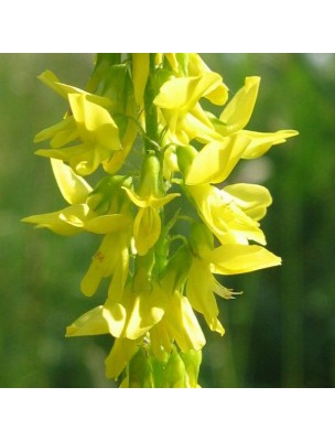 Image 12544 supplémentaire pour Mélilot jaune Bio - Partie aérienne coupée 100g - Tisane de Melilotus officinalis