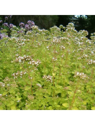 Image 12549 supplémentaire pour Origan Bio - Feuille coupée 100g - Tisane d'Origanum vulgare