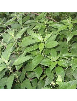 Image 12615 supplémentaire pour Pariétaire Bio - Partie aérienne coupée 100g - Tisane de Parietaria officinalis