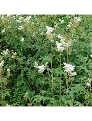 Image 12616 supplémentaire pour Reine des prés Bio - Sommité fleurie coupée 100g - Tisane de Spiraea ulmaria L.