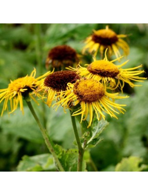 Image 12639 supplémentaire pour Aunée Officinale Bio - Racine coupée 100g - Tisane d'Inula helenium L.