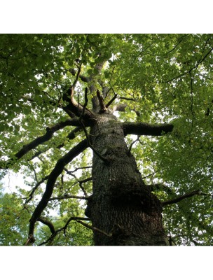 Image 12752 supplémentaire pour Chêne pédonculé Bio - Astringent Teinture-mère Quercus pedunculata 50 ml - Herbiolys