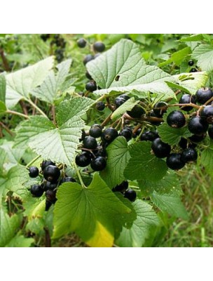 Image 12758 supplémentaire pour Cassissier (Feuille) Bio - Teinture-mère Ribes nigrum 50 ml - Herbiolys