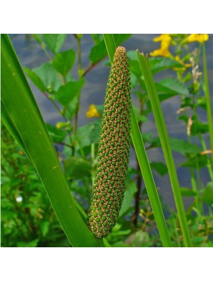 Image 12784 supplémentaire pour Acore vrai Bio - Digestion et Gorge Teinture-mère Acorus calamus 50 ml - Herbiolys