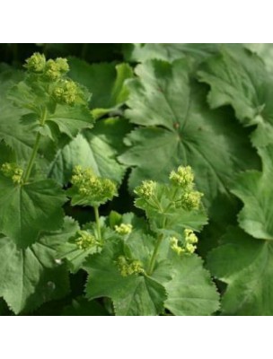 Image 12790 supplémentaire pour Alchémille commune Bio - Cycle menstruel Teinture-mère Alchemilla vulgaris 50 ml - Herbiolys