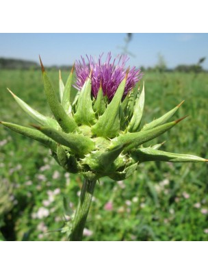 https://www.louis-herboristerie.com/12803-home_default/milk-thistle-organic-liver-and-bladder-tincture-silybum-marianum-50-ml-herbiolys.jpg