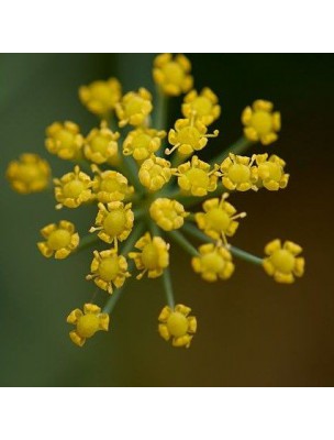 Image 12883 supplémentaire pour Fenouil Bio - Ballonnements et Ventre plat Teinture-mère Foeniculum vulgare 50 ml - Herbiolys