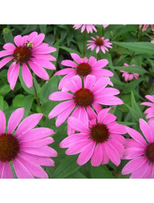 Image 12889 supplémentaire pour Echinacée pourpre Bio - Défenses immunitaires Teinture-mère Echinacea purpurea 50 ml - Herbiolys