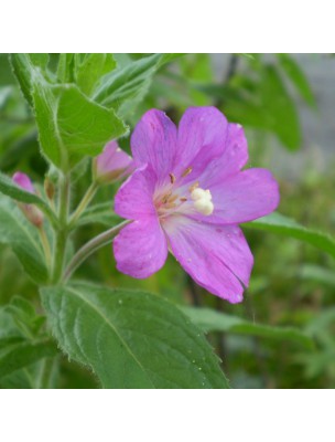 Petite image du produit Epilobe à petites fleurs Bio - Prostate Teinture-mère Epilobium parviflorum 50 ml - Herbiolys