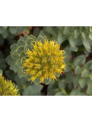 Image 12991 supplémentaire pour Rhodiola - Racines coupées 50g - Tisane de Rhodiola rosea L.