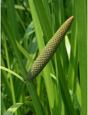 https://www.louis-herboristerie.com/12995-home_default/sweet-flag-cut-rhizome-100g-acorus-calamus-var-americanus-herbal-tea.jpg