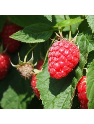 Image 13069 supplémentaire pour Framboisier Bio - Femmes Teinture-mère Rubus idaeus 50 ml - Herbiolys