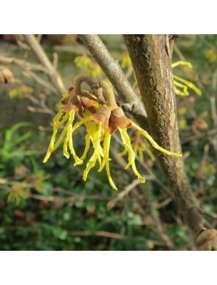 Image 13152 supplémentaire pour Hamamélis de Virginie Bio - Circulation Teinture-mère Hamamelis virginiana 50 ml - Herbiolys