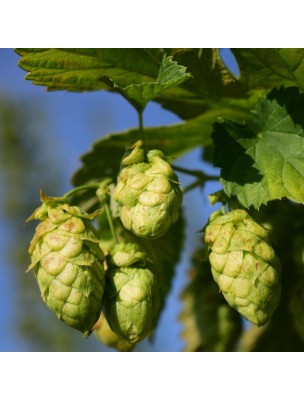 Image 13214 supplémentaire pour Houblon Bio - Sommeil et Stress Teinture-mère Humulus lupulus 50 ml - Herbiolys