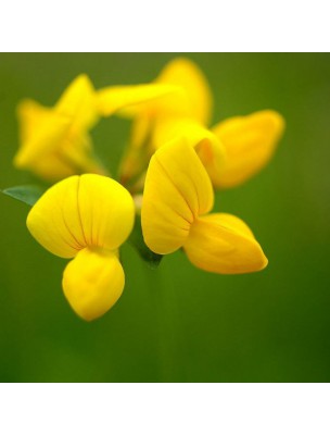 Image 13240 supplémentaire pour Lotier corniculé Bio - Sommeil Teinture-mère Lotus corniculatus 50 ml - Herbiolys