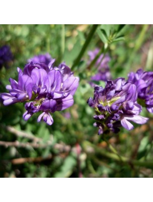 Image 13322 supplémentaire pour Luzerne (Alfalfa) Bio - Articulations et Circulation Teinture-mère Medicago sativa 50 ml - Ladrôme