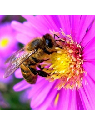 Organic Beehive Wood Elixir - Protection, Success, Self-confidence